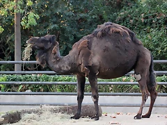 Zoo Barcelona 29-11-11 192