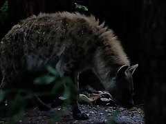 Zoo de Barcelona 15-11-11 315