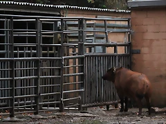 Zoo de Barcelona 15-11-11 341