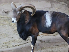 Zoo Barcelona 29-11-11 164