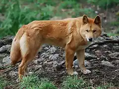 ArchivoCanis lupus dingo - cleland wildlife park