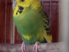 Pablo 11-10 Pablo 11-10