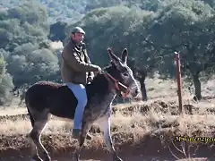 16, en pincela, marca