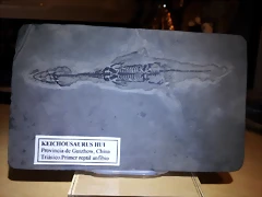 F Keichousaurus Hui Guizhow China1 F Keichousaurus Hui Guizhow China1