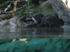 Zoo de Barcelona 24-11-10 021 Zoo de Barcelona 24-11-10 021