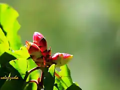 13, flores a punto de abrir, marca