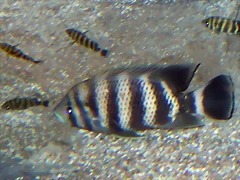 Tilapia buttikoferi (8-6-12 Acuario Fluvial de Zaragoza) Tilapia buttikoferi (8-6-12 Acuario Fluvial de Zaragoza)