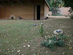 Zoo de Barcelona 01-11-10 387_resize Zoo de Barcelona 01-11-10 387_resize