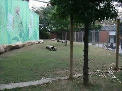Zoo de Barcelona 01-11-10 380_resize Zoo de Barcelona 01-11-10 380_resize