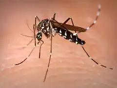 Mosquito