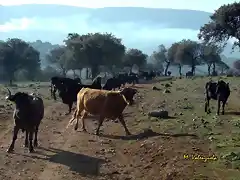 hora de almorzar, marca