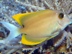Ctenochaetus tominiensis Ctenochaetus tominiensis