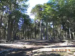 bosque de araucarias