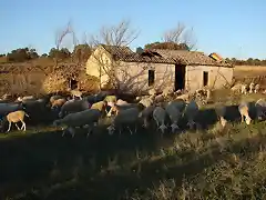 003,  cortijillo con ovejas