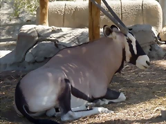 Oryx gazella 2 (31-7-21 Oasys Mini Hollywood)