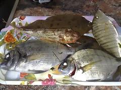 25082010646 25082010646