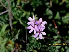 08, florecillas rosas, marca