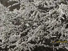 10, nevada de ptalos blancos, marca