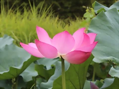 IMG_3388 IMG_3388