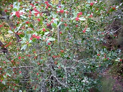 DSCN0798 DSCN0798