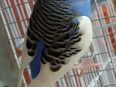 Caramelo espaldas