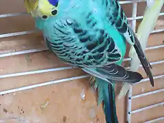 periquito papillero azul