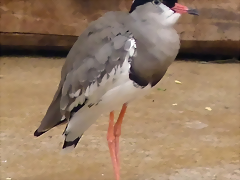 Vanellus coronatus (6-8-17 Zoo K?ln) Vanellus coronatus (6-8-17 Zoo K?ln)