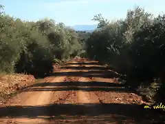 08, entre olivares, marca