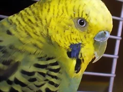 Pico Pablo Pico Pablo