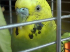 Pablo frente Pablo frente
