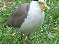 Vanellus miles (21-9-18 Best zoo) Vanellus miles (21-9-18 Best zoo)