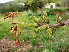 hojas y fruto del nogal