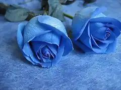 blue roses