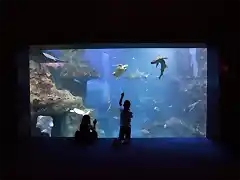 aquarium donostia