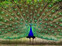 el-pavo-real-indio-o-azul-es-el-mas-comun