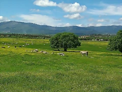 dehesa collado villalba dehesa collado villalba