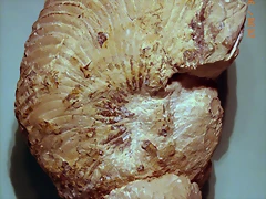 20cm