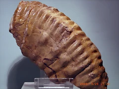 n1