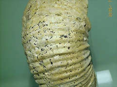 n4(1)