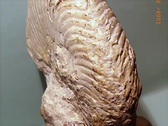 20c