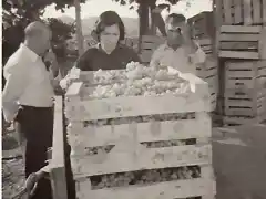 Cargando las cajas de uva en el remolque del tractor