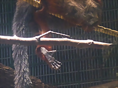 Callicebus discolor 1 (1-10-23 Zoo de Quito) Callicebus discolor 1 (1-10-23 Zoo de Quito)