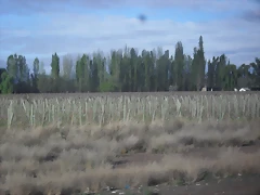 SDC11422 SDC11422