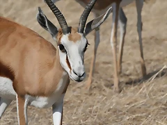 Zoo Lunaret + Sigean 18 i 19-09-10 2398 Zoo Lunaret + Sigean 18 i 19-09-10 2398