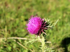 IMG_7247 IMG_7247