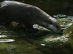 Zoo de Barcelona 305 Zoo de Barcelona 305