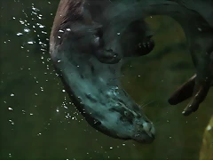 Zoo de Barcelona 284 Zoo de Barcelona 284