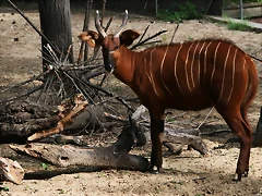 Zoo de Barcelona 285 Zoo de Barcelona 285