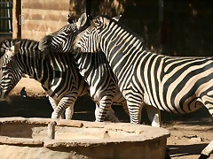 Zoo de Barcelona 21-11-10 + Immigració 22-11-10 367 Zoo de Barcelona 21-11-10 + Immigració 22-11-10 367
