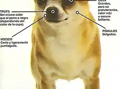 imagen-perro-raza-chihuahua